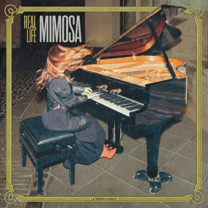 Mimosa “REAL LIFE” Mimosa