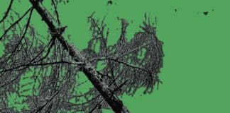 Nicola Lotto pubblica il nuovo singolo “Alberi di notte” Nicola Lotto
